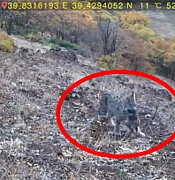 Tunceli'de nesli tehlike altındaki vaşak, yavrularıyla fotokapana takıldı