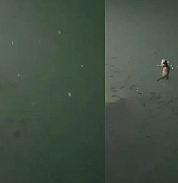 Tunceli'de su samuru görüntülendi