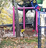 Tunceli'de yaban keçileri oyun alanını mesken tuttu