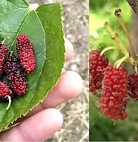 Tunceli'de yalancı bahar