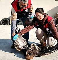 Tunceli'de yaralı halde bulunan kartal, tedavi altına alındı