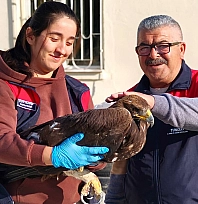 Tunceli'de yaralı kartal tedavi altına alındı
