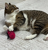 Uzmandan evcil hayvanlarda aşı uyarısı