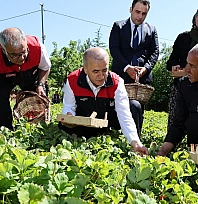 Vali Hatipoğlu, Maden'de çilek hasadına katıldı