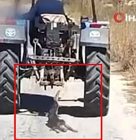 Vicdanları yaralayan görüntü: Köpeği traktörle sürükledi