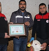 Yılın ilk buzağısına 'Bereket' adı verildi