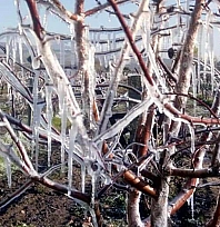 Zirai don desteğinde yeni ödeme