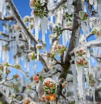 Zirai don mağduru çiftçilere dev destek: 798 milyon TL ödendi