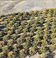 Zirai dondan etkilenen kayısı ağaçları gelecek yıl için umut veriyor