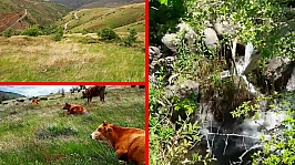 Elazığ'da bu köy: 'Nergis kadar saf, göç kadar hüzünlü'