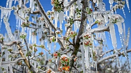 Zirai don mağduru çiftçilere dev destek: 798 milyon TL ödendi