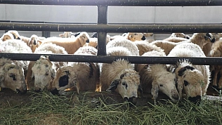 Keban'da 6 köy karantinaya alındı