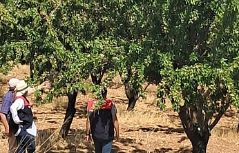 Ağın'da badem bahçeleri mercek altında