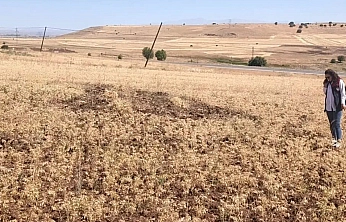 Ağın'da tüylü nohutta hasat bereketi
