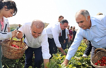 Altıntarla Köyü'nde Çilek hasadı gerçekleştirildi