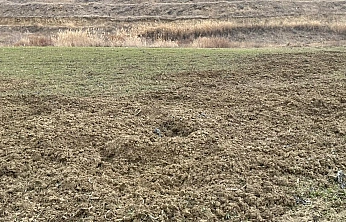 Baskil'de yaban domuzları ekili 10 dönüm araziyi talan etti