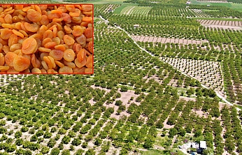 Baskil kayısısı rekoltede zirvede, tescilde sıfırda