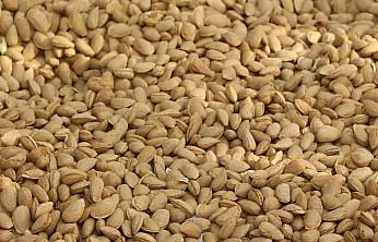 Elazığ bademinde hasat bereketi