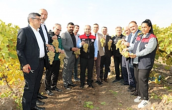 Elazığ bağlarında hasat zamanı: Hoşköy'de üreticiler bir araya geldi