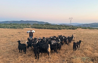 Elazığ'da 30 keçi dronla bulundu