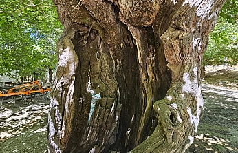 Elazığ'da 300 yıllık dut ağacı zamana direniyor