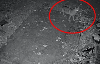 Elazığ'da aç kalan çakal köye indi