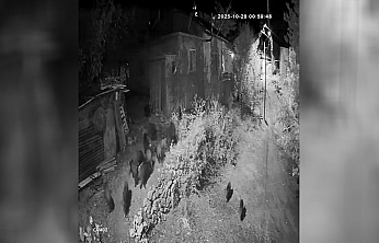 Elazığ'da aç kalan domuz sürüsü bahçeye dadandı