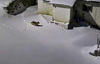 Elazığ'da aç kalan kurt evin etrafında görüntülendi