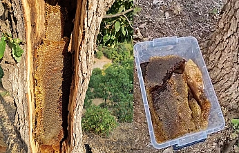 Elazığ'da ağaç gövdesinden kilolarca bal çıktı