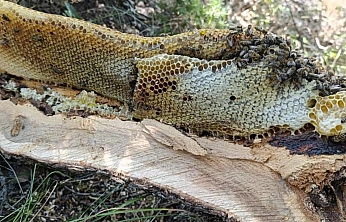 Elazığ'da ağaç kovuğundan kilo kilo bal çıktı