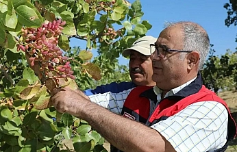 Elazığ'da Antep Fıstığı hasadı başladı
