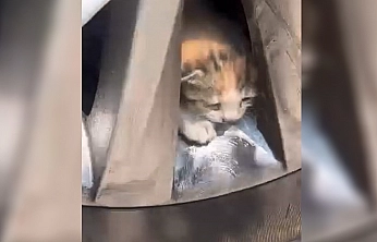 Elazığ'da Aracın teker kısmına sıkışan kediler kurtarıldı