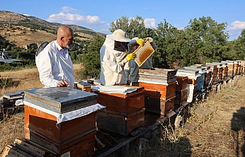 Elazığ'da arıcıların yüzü güldü: Kovan başına 10 kilo bal bekleniyor