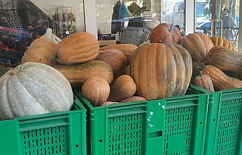 Elazığ'da ata tohumundan dev kabaklar