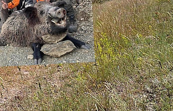 Elazığ'da avlandı: Görenler gözlerine inanamadı