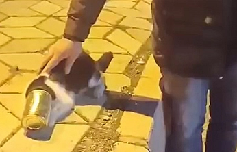 Elazığ'da başına konserve sıkışan kedi kurtarıldı