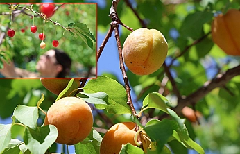 Elazığ'da bereket dönemi