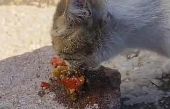 Elazığ'da bu kedi menemene hayır diyemedi