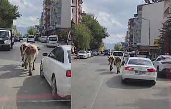 Elazığ'da caddeye çıkan inekler sürücülere zor anlar yaşattı