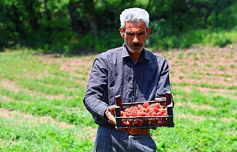 Elazığ'da çilek hasadı başladı