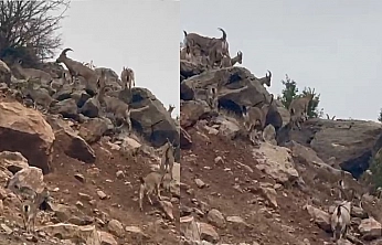 Elazığ'da dağ keçileri sürü halinde görüntülendi