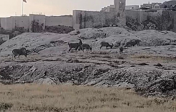 Elazığ'da dağ keçileri sürü halinde ortaya çıktı