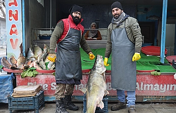 Elazığ'da dev turna balığı tezgahta yerini aldı