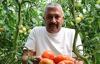 Elazığ'da domates hasadı başladı