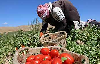 Elazığ'da domates hasadı hız kesmeden sürüyor: 20 bin ton rekolte bekleniyor