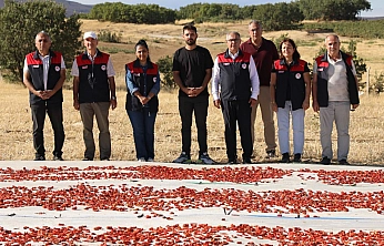 Elazığ'da domates üretimi artıyor, rekolte yükseliyor