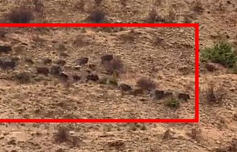 Elazığ'da domuz sürüsü görüntülendi