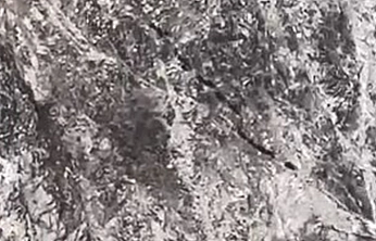 Elazığ'da domuz sürüsü köy yakınlarında görüntülendi