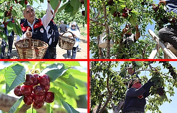 Elazığ'da donu unutturan kiraz hasadı