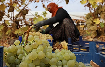 Elazığ'da donun vurduğu üzümde rekolte yüzde 80 düştü